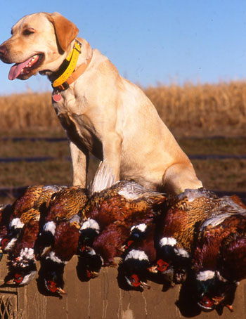 https://www.google.com/search?q=pheasant+dogs+lab& (http://www.roosterridgelodge.com/dogs/)